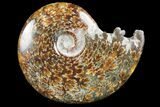 Polished, Agatized Ammonite (Cleoniceras) - Madagascar #97295-1